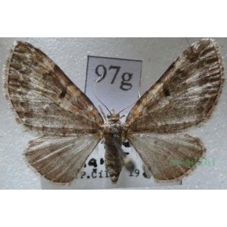 Pterapherapteryx sexalata (Retzius, 1783) Płatynka wierzbówka Czech97g